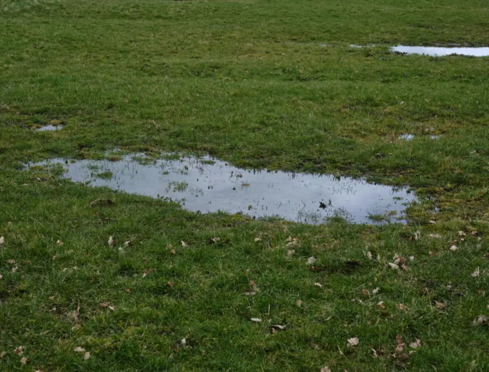 Standing puddle on a lawn above an underground water line leak